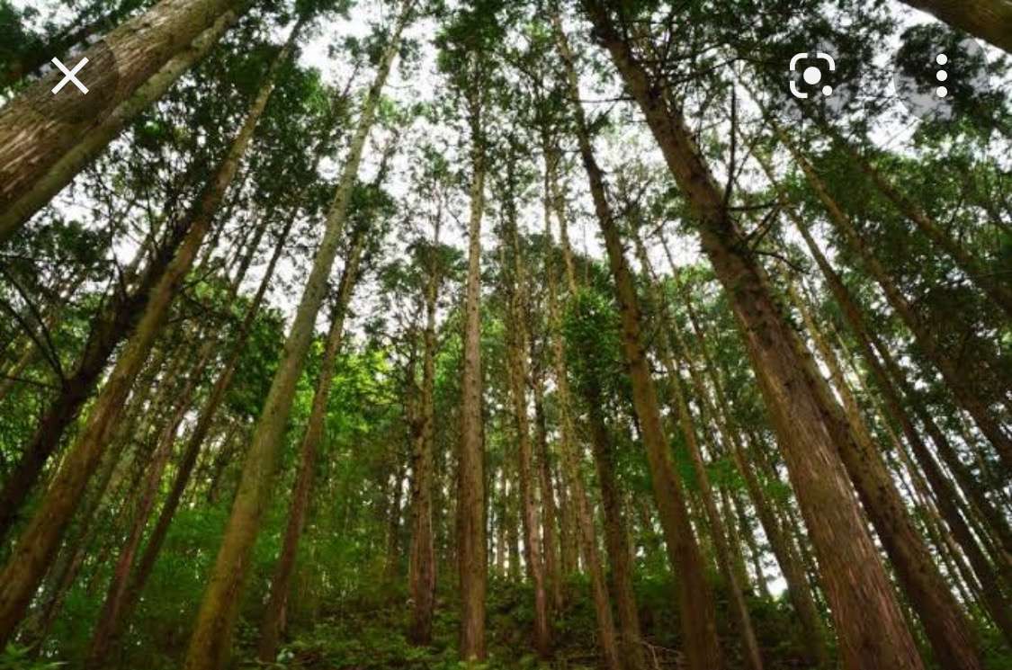 兵庫県姫路近郊の山林買取や運用・活用【山林を蘇らせよう】